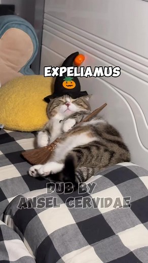 Funny Cat Voice Over Compilation