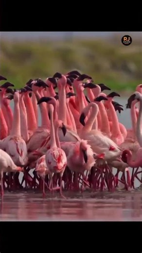 Here is the details 🦩🇮🇳 Have you ever wondered why flamingos travel #india #birds #trendingshorts