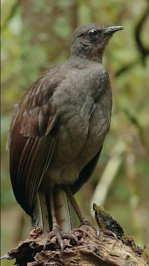 Viral bird master, make people laugh out loud funny videos entertainment +62 viral funny videos