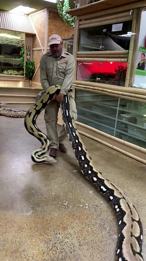 Massive 21-Foot Snake Workout Session Explorations