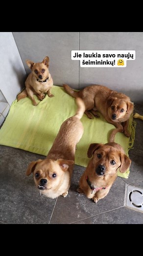 Šaunusis ketvertukas!🐕 Tai Filas, Lilas, Bilas ir Auksė, kurie jau gerokai pas mus užsibuvo, tad kantriai laukiame naujų namų 🤗🐾 #dogs #shelter #cutedogs #mixdogs #ieškonamų | VšĮ "Naminukai"