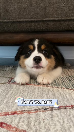 Owning a Puppy: Aussie Shepherd Care Tips