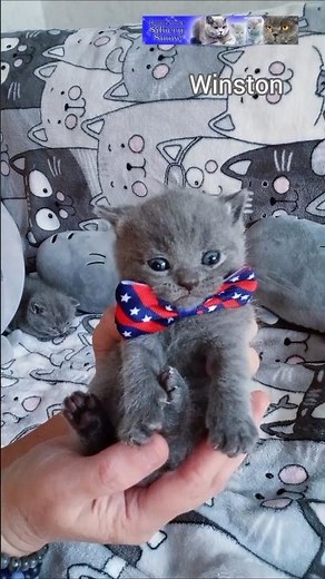 Blue British shorthair cat Winston, 3 weeks old