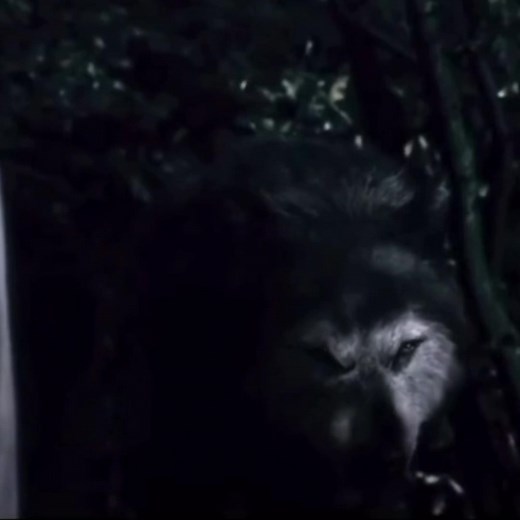 Embry Call Wolf Edit - Twilight Wolfpack