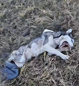 Maya lay beside the railway tracks for two long days after being str∪ck by a train — her weakness broken only by the faint moans that called out for help. Alone, cold, and forgotten, she showed a strength that defied the darkness closing in around her. When rescuers finally found her, volunteers rushed to get her to a clinic. The diagnosis was devαstating... Full story in the first comment👇 | Pets Time