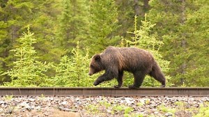 Train approaches bear