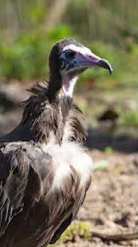 Woodland Park Zoo's new critically endangered vultures