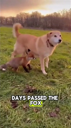 They Saved a Fox Pup…Then the Unthinkable Happens