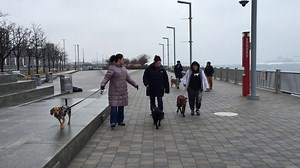 Dog owners form pack at Riverwalk