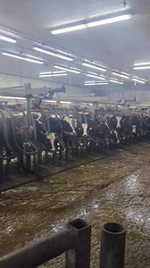 83K views · 1.5K reactions | Some lovely 1st lactation cows getting milked. We milk all of our 1st lactation cows conventionally in the parlor and in their own pens to allow for minimal bunk pressure and competition they face from older cows. | Drumgoon Dairy | Facebook