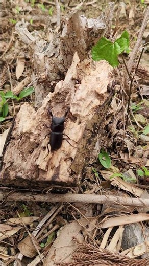 【26 05 09】【昆虫観察】今年、早い時期からクワガタ見つけました。 1