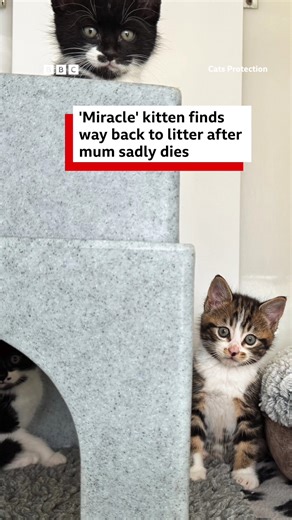 The miraculous tale of four kittens - how a cat in Truro helped her litter before tragically being killed 💔 | BBC Cornwall