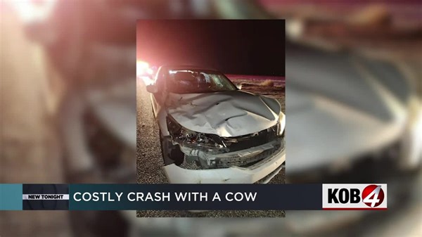 Car crashes into cow in Chaves County