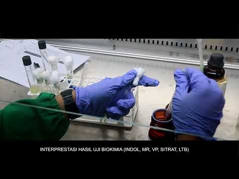 Tahapan Pengujian Bakteri Escherichia coli
