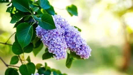 德意燃气灶维修中心|24小时全国统一售后受理中心电话4008899746