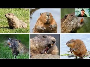 Options for Managing Beaver Damage