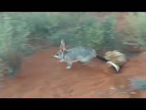 Arid Recovery visit - bilbies