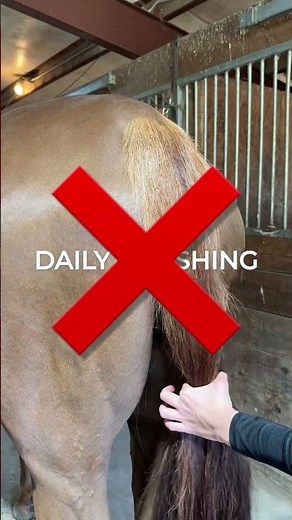 Steps to Improve Your Horse's Tail Health