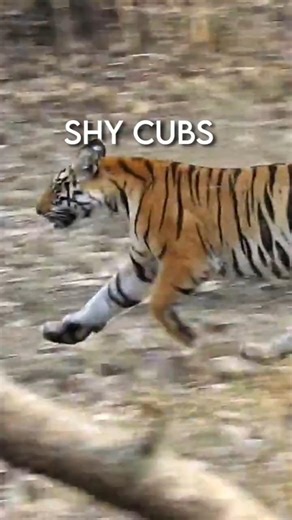 Shy Cubs of P - 151 | Panna National Park | #wildlife #conservation