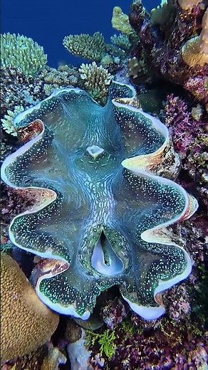 Giant Clam Close-up: Absolutely Massive and Beautiful Coral Reef Dweller | Scuba Diving