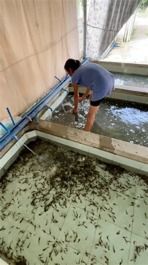 Baby fish 🤩 #asfarmingph #hitofarming #farmph #farmingph #tips #Hito #catfish | As Farming Philippines