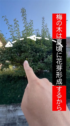 【梅の木】ナツの花芽形成を邪魔しない剪定