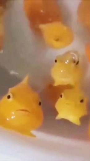 The Cutest Fish Today