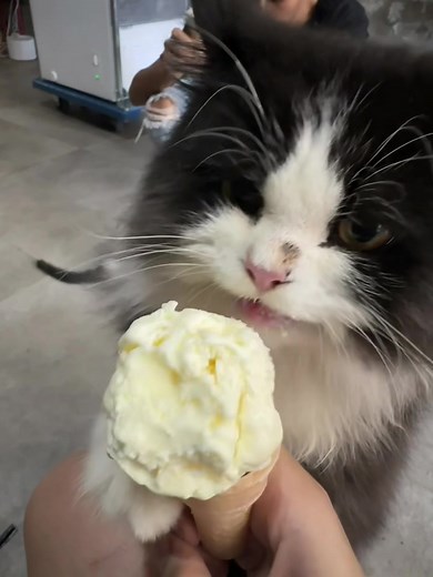 Zoro si pemakan segalanya😭