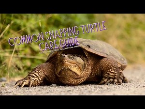 Snapping Success: Mastering Common Snapping Turtle Care