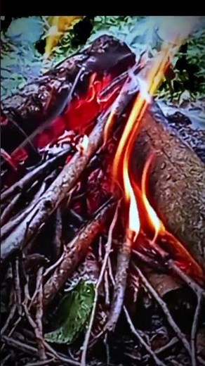 Cozy Forest Campfire 🔥 Relaxing Crackling Fire Sounds