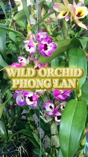 Dendrobium Nobile Orchids bloom beautifully #wildorchids #orchid #flowers