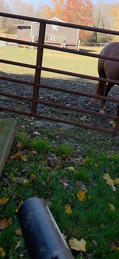 "Loud people make quiet horses" Craig Cameron 🤠 | Robert Heldreth