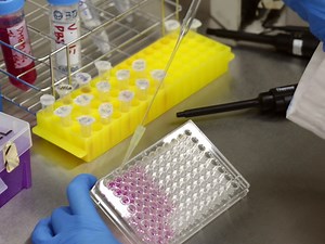 Early Viral Entry Assays for the Identification and Evaluation of Antiviral Compounds