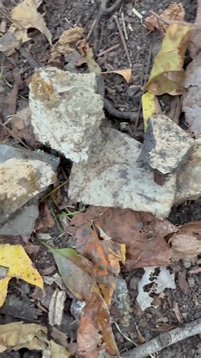 I’ve got a special spot in the Summerville area that has been giving up some decent teeth lately. I’ve also been finding a lot of bones that assumed were dugong. Over the last couple of trips, I’m seeing very different bones that I have no clue what they might be from. Where most of the mines I’ve found are black, these are different… All fossils are coming from the same layer and are in a very small area… Any ideas what these are? Any chance they are turtle? | Blaine Anderson