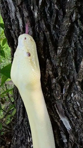 Burmese python Handling outside. #reptiles #snake