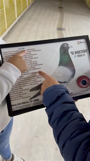 Mexican Champion #pigeon #pigeonracing #racingpigeons