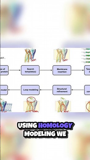 Unlocking Protein Secrets The Power of Homology Modeling 🔬