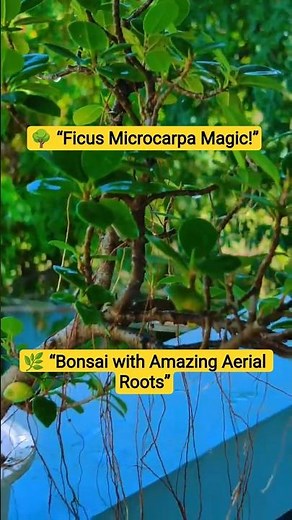 I Made A Bonsai Tree Using Only Aerial Roots |#bonsai |#2025