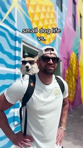 Large dogs vs small dogs @madmax_fluffyroad #dogdad #goldendoodle #corgi