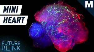 Engineers created the first miniature heart model