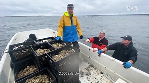 We visit an oyster farm on the shores of Cape Cod, where two brothers are breeding and raising oysters. Learn more about the oyster farming process and the impact on their farm amidst the pandemic. https://www.voanews.com/episode/oyster-farm-4494636 | Voice of America