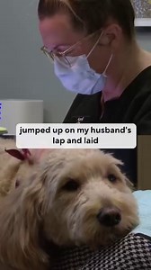Ollie the labradoodle is the most popular employee at J&D Dental in Minneapolis! Jason Rantala TV drills down how he became a staple at the office. Google "wcco dentist dog" for the full story. #minnesota #cute #cuteanimals #therapydog | WCCO & CBS News Minnesota