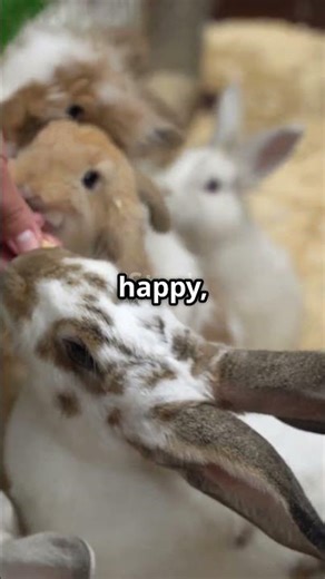 Hopping into Fun: Random Rabbit Facts! #didyouknow #mindblowingfacts #knowledgeispower