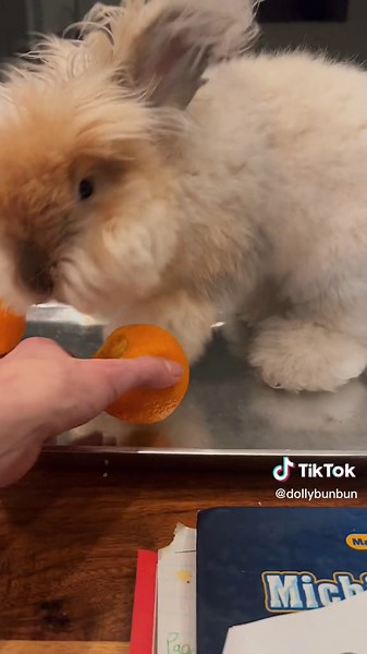 Orange Dolly Playful Encounter with Bad Bunny