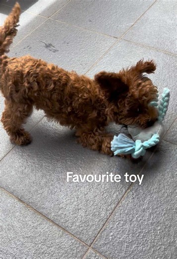 Ruby’s favourite toy