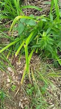 How to find your yellow jacket nest