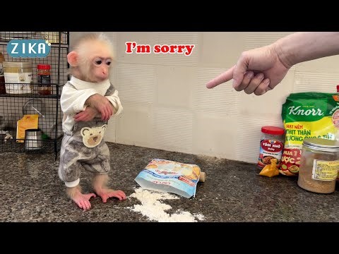 OMG!!! When baby monkey Zika wanted to eat cake and then turned the kitchen into this...