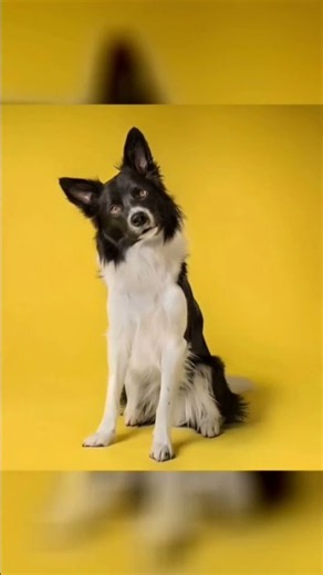 The Border Collie — widely considered the most intelligent dog breed in the world!