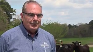 4.8K views · 76 reactions | Dr. Charles Looney is a beef cattle genetic improvement specialist at the University of Arkansas Southwest Research and Extension Center in Hope. His mission is to improve the quality of Arkansas beef cattle through the use of technology, in particular artificial insemination. In this video Dr. Looney discusses the work he is doing at the center and how he is meeting with Arkansas cattlemen to encourage their use of A.I. | Arkansas Farm Bureau Federation | Facebook