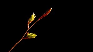 Beech Leaf, Leaves, Tree Leaves. Free Stock Video